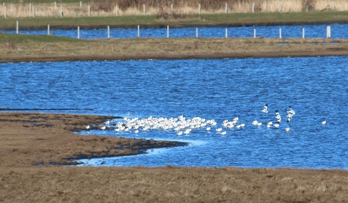 Kluut (Zeeland). Foto van Maaike S.
Koppel